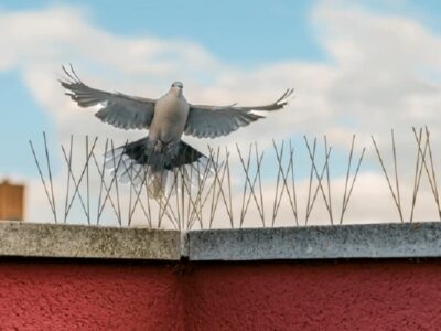 Bird Control Spikes