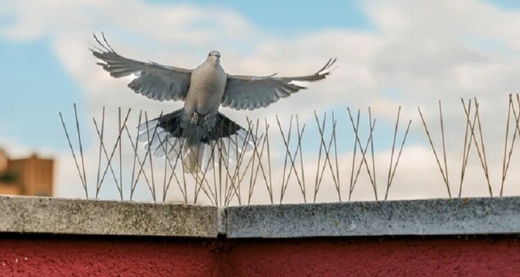 Bird Control Spikes