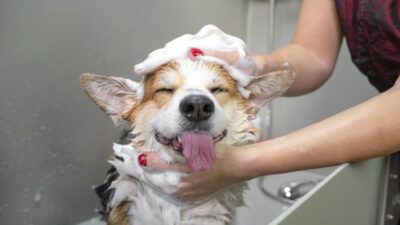 Pet Grooming